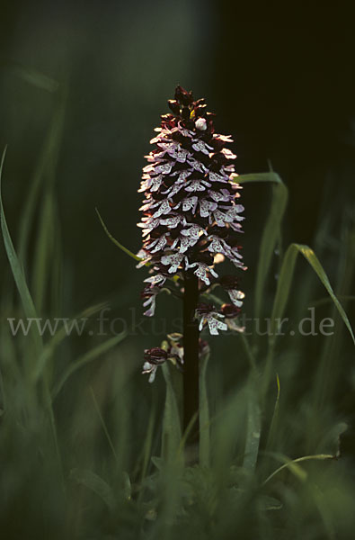 Purpur-Knabenkraut (Orchis purpurea)