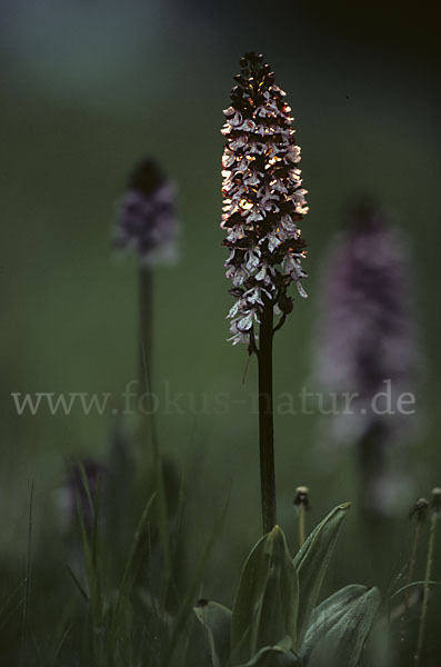 Purpur-Knabenkraut (Orchis purpurea)