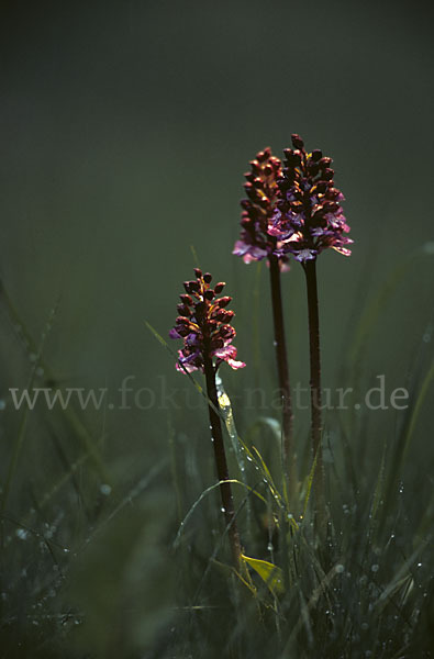 Purpur-Knabenkraut (Orchis purpurea)