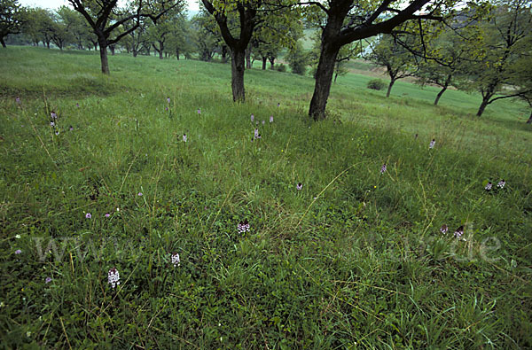 Purpur-Knabenkraut (Orchis purpurea)