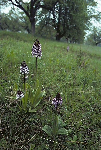 Purpur-Knabenkraut (Orchis purpurea)