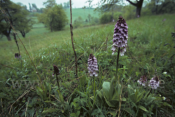 Purpur-Knabenkraut (Orchis purpurea)