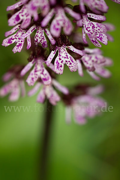 Purpur-Knabenkraut (Orchis purpurea)