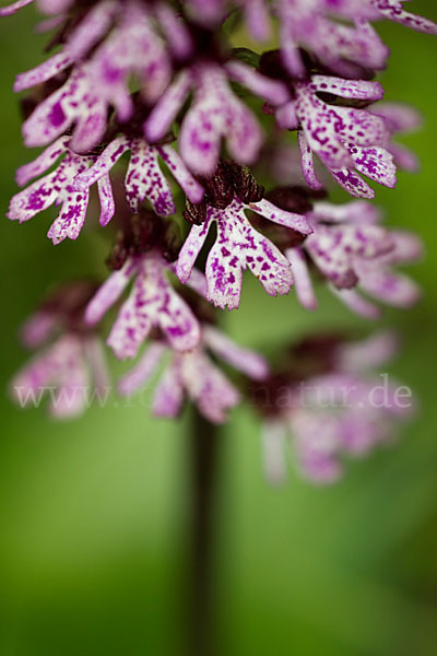 Purpur-Knabenkraut (Orchis purpurea)