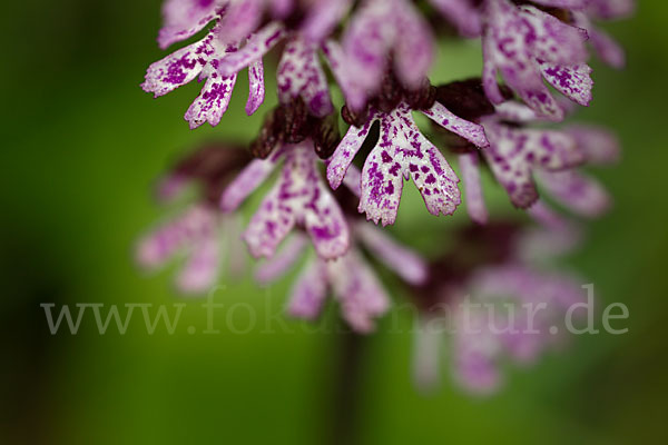 Purpur-Knabenkraut (Orchis purpurea)