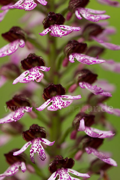 Purpur-Knabenkraut (Orchis purpurea)