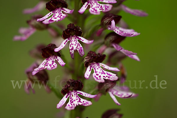 Purpur-Knabenkraut (Orchis purpurea)