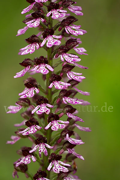 Purpur-Knabenkraut (Orchis purpurea)