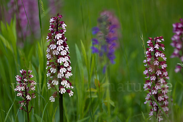 Purpur-Knabenkraut (Orchis purpurea)