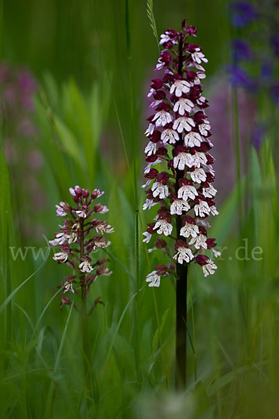 Purpur-Knabenkraut (Orchis purpurea)