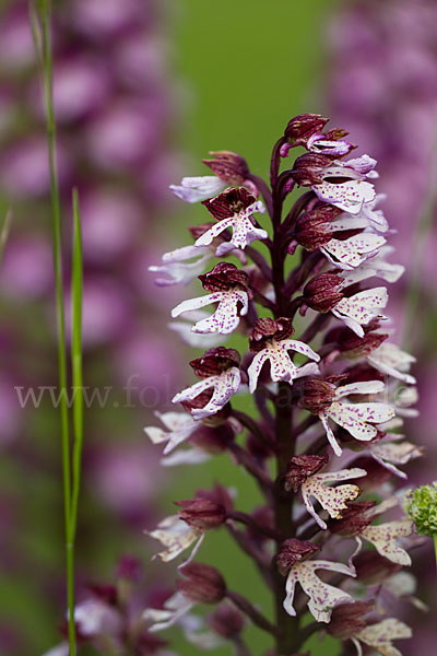 Purpur-Knabenkraut (Orchis purpurea)