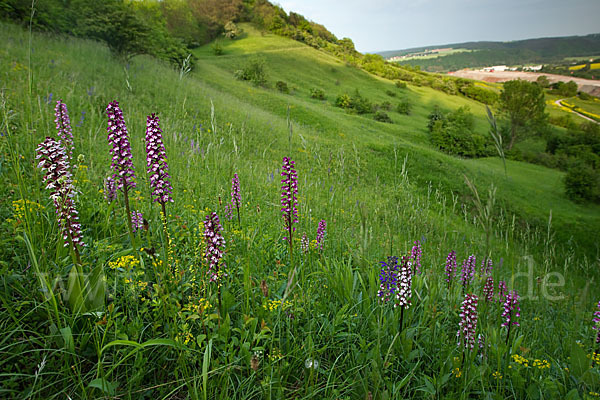 Purpur-Knabenkraut (Orchis purpurea)