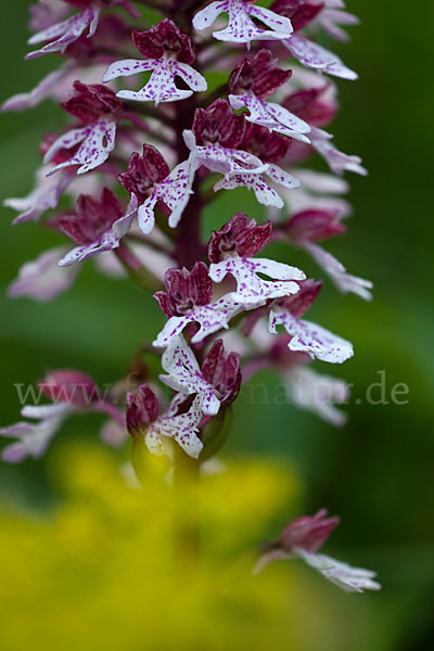 Purpur-Knabenkraut (Orchis purpurea)