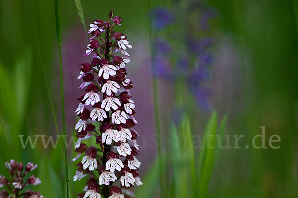 Purpur-Knabenkraut (Orchis purpurea)