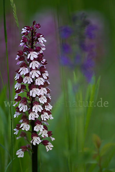 Purpur-Knabenkraut (Orchis purpurea)