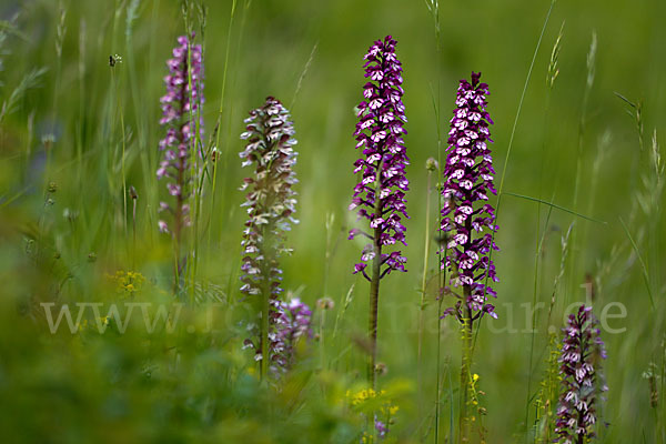 Purpur-Knabenkraut (Orchis purpurea)