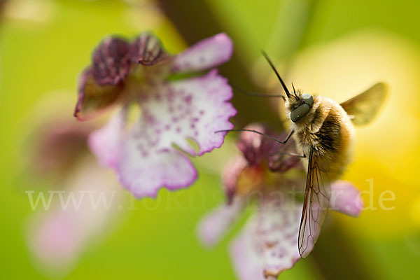 Purpur-Knabenkraut (Orchis purpurea)