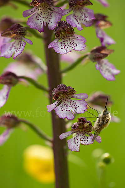 Purpur-Knabenkraut (Orchis purpurea)