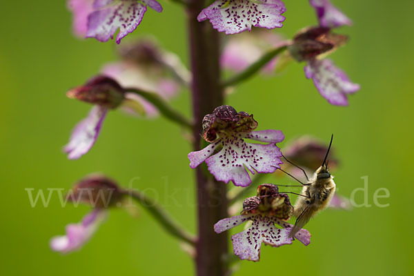 Purpur-Knabenkraut (Orchis purpurea)