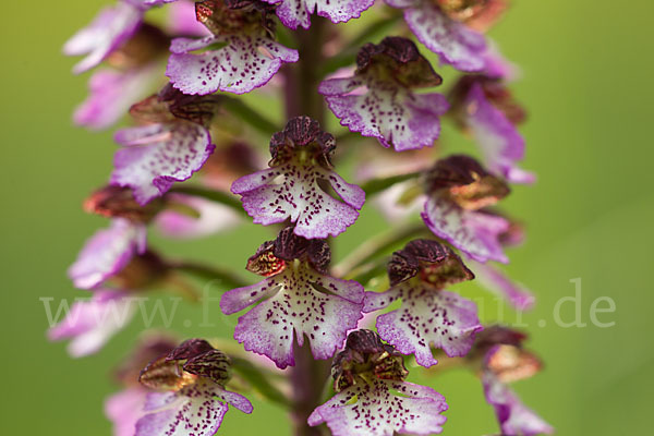 Purpur-Knabenkraut (Orchis purpurea)