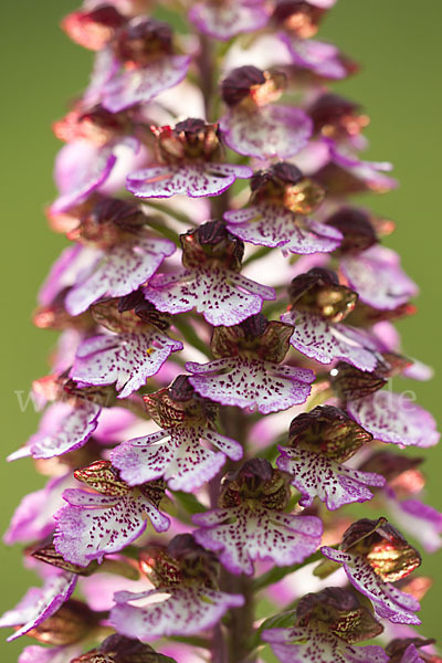 Purpur-Knabenkraut (Orchis purpurea)