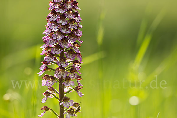 Purpur-Knabenkraut (Orchis purpurea)