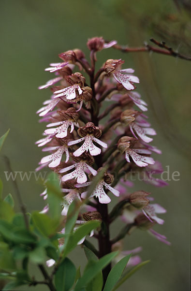 Purpur-Knabenkraut (Orchis purpurea)