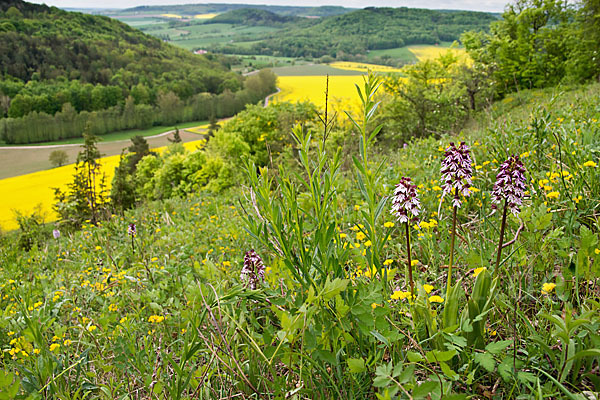 Purpur-Knabenkraut (Orchis purpurea)