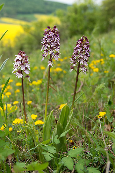 Purpur-Knabenkraut (Orchis purpurea)