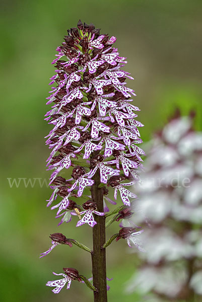 Purpur-Knabenkraut (Orchis purpurea)