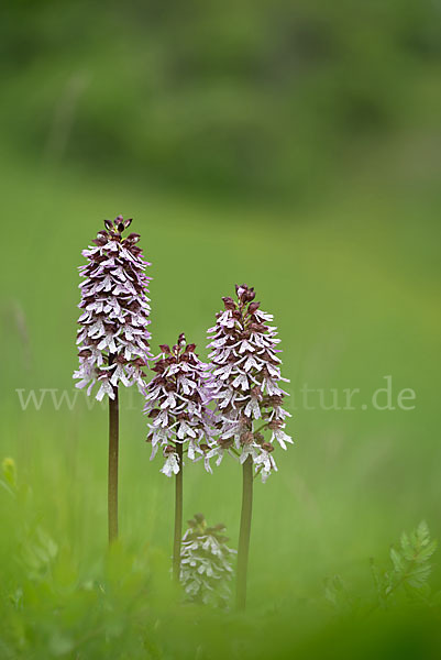 Purpur-Knabenkraut (Orchis purpurea)