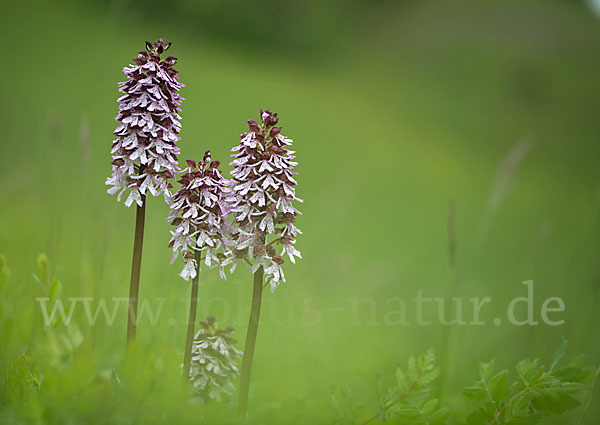 Purpur-Knabenkraut (Orchis purpurea)