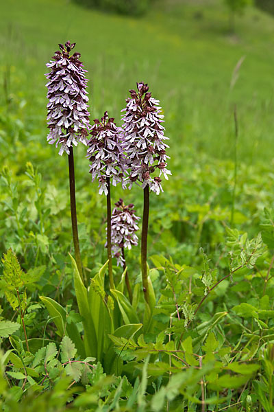 Purpur-Knabenkraut (Orchis purpurea)