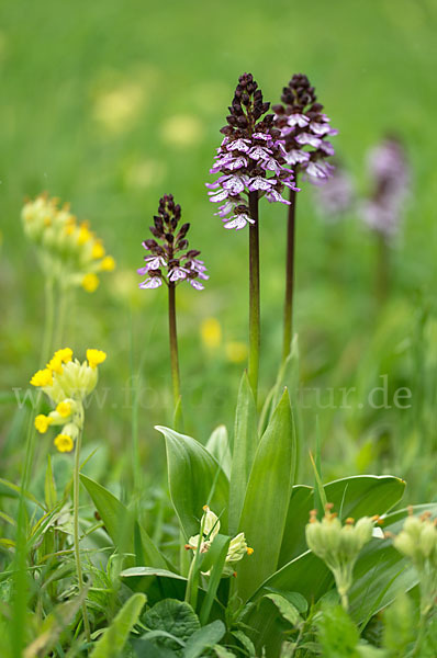 Purpur-Knabenkraut (Orchis purpurea)