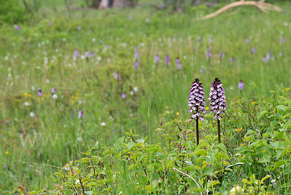 Purpur-Knabenkraut (Orchis purpurea)