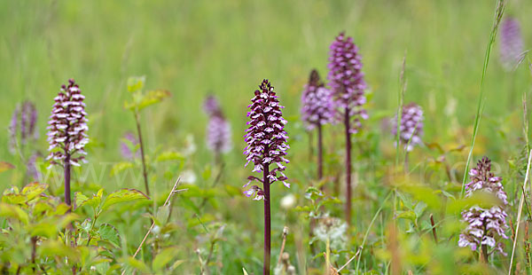 Purpur-Knabenkraut (Orchis purpurea)