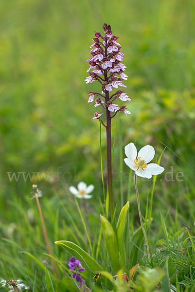 Purpur-Knabenkraut (Orchis purpurea)