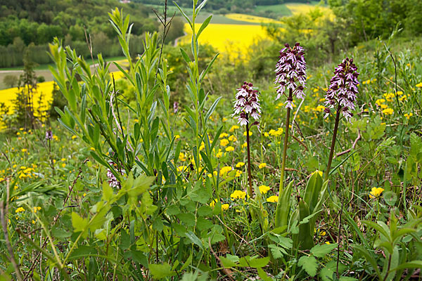 Purpur-Knabenkraut (Orchis purpurea)