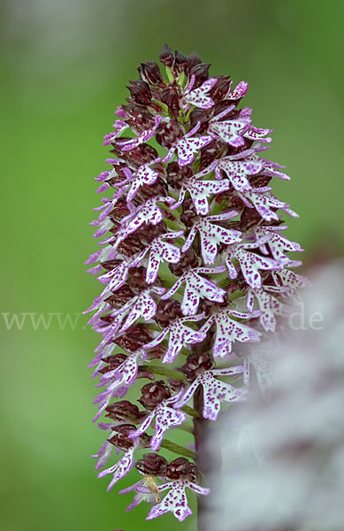 Purpur-Knabenkraut (Orchis purpurea)