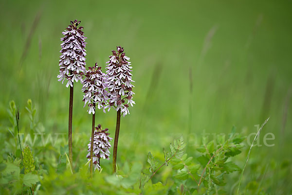 Purpur-Knabenkraut (Orchis purpurea)