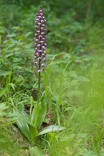 Purpur-Knabenkraut (Orchis purpurea)