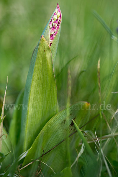 Purpur-Knabenkraut (Orchis purpurea)