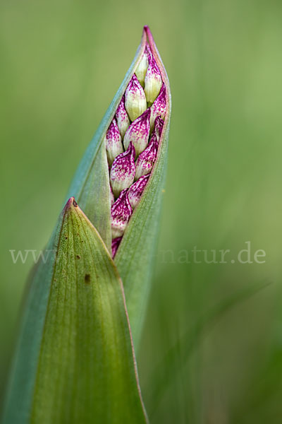 Purpur-Knabenkraut (Orchis purpurea)