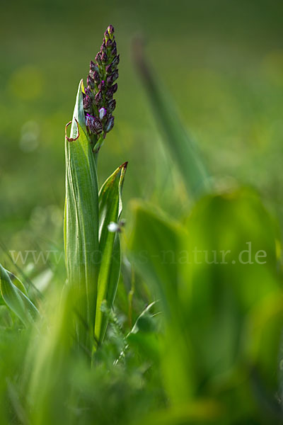 Purpur-Knabenkraut (Orchis purpurea)