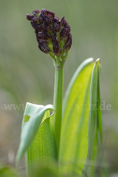 Purpur-Knabenkraut (Orchis purpurea)