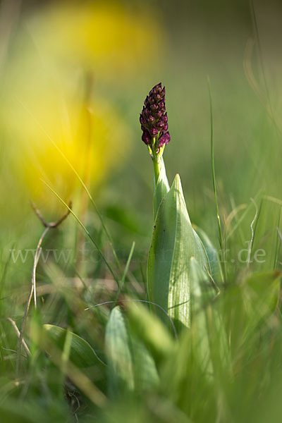 Purpur-Knabenkraut (Orchis purpurea)