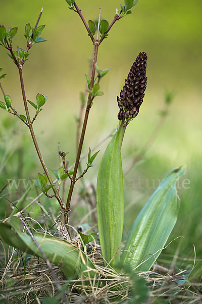 Purpur-Knabenkraut (Orchis purpurea)