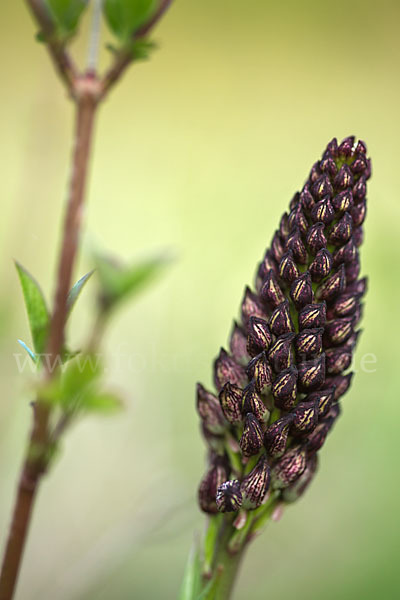 Purpur-Knabenkraut (Orchis purpurea)