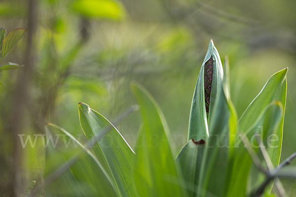 Purpur-Knabenkraut (Orchis purpurea)