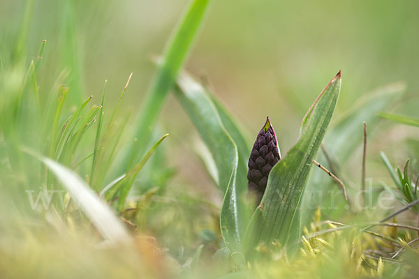 Purpur-Knabenkraut (Orchis purpurea)